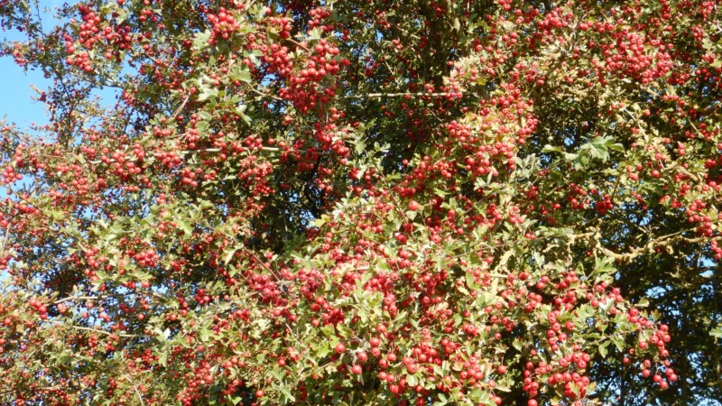 dscn7353 1024x768 